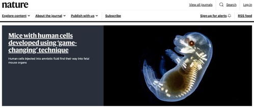 類器官技術新突破 華人學者利用人體干細胞在小鼠體內培育人類細胞